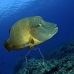 wrasse_napoleon_bc_v_0263_pal2336.jpg